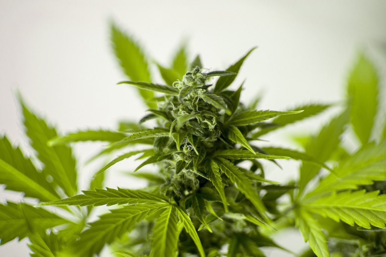 Cannabis legal kaufen